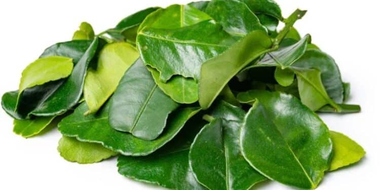 Kaffir Lime Leaves