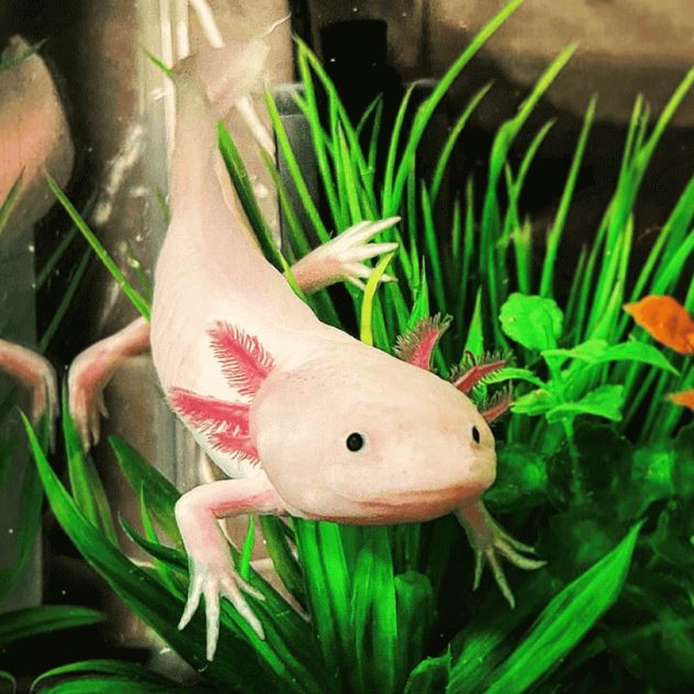 Axolotl