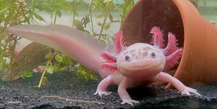 What Is Axolotl